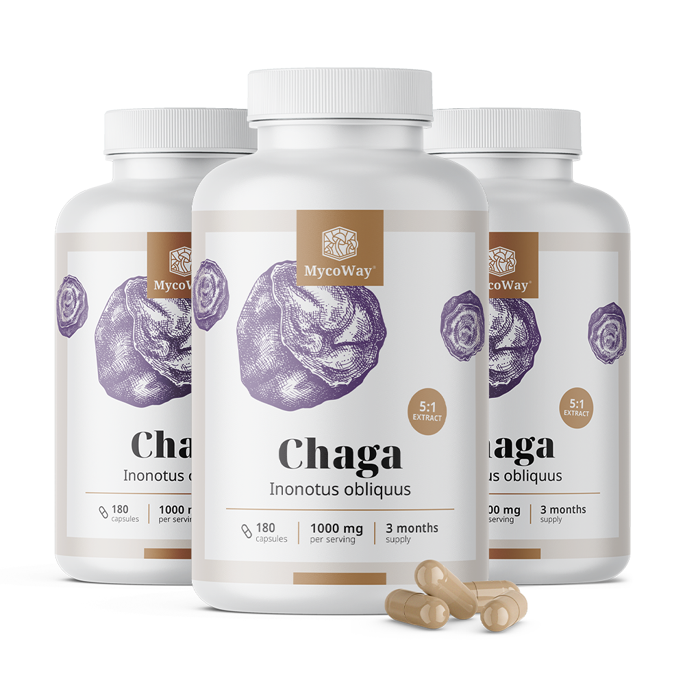 Chaga 1000 mg – ekstrakt 5:1